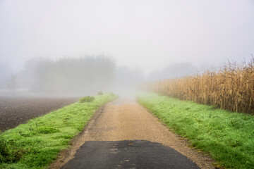 Road between plowed field and cornfield with dry corn in autumn in thick morning fog.