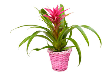 A stunning Guzmania deseo plant in a decorative wicker pot, showcasing its vibrant colors against a crisp white background, ideal for brightening any space with a touch of nature.