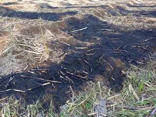 Burned dry grass on the territory on spring day 1