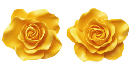 Two vibrant yellow roses blooming on transparent background
