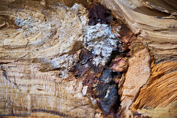 wood texture wooden background timber