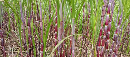 The sugarcane stalks are a vibrant red and green color, with long, narrow leaves extending from the...
