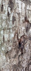 Texture material pine tree trunk