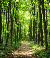 Obraz premium Sunlit Path Through Lush Green Forest