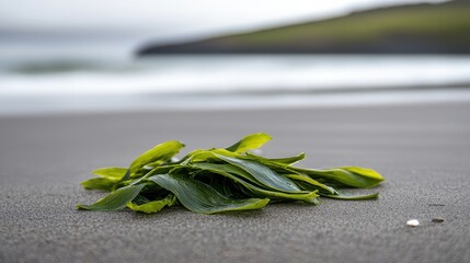 Obraz premium A vibrant bunch of green seaweed rests on a sandy beach, with gentle waves and a blurred coastline in the background.