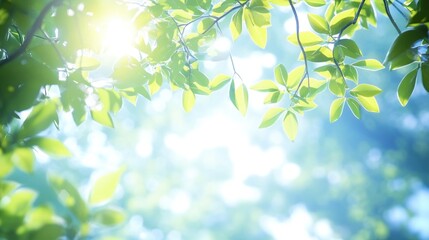 Sunlit green leaves, forest background, nature scene, spring