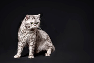 Fototapeta premium Gray Scottish cat on black background