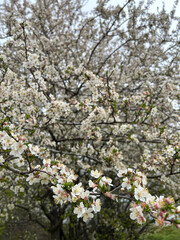 Fototapeta premium A lush tree covered in white blossoms, symbolizing spring and renewal. Perfect for nature, seasonal greetings, or eco-friendly projects