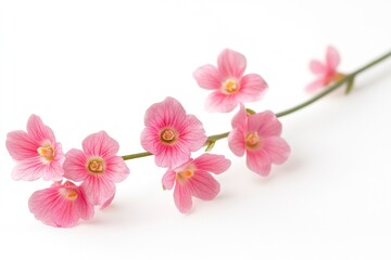Fototapeta premium A bouquet of pink flowers resting on a clean white background