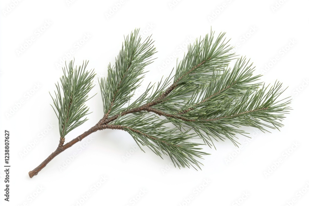 Poster a single pine tree branch sits on a clean white surface, ideal for use in designs or compositions wh