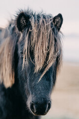Close-up of an Icelandic horse with a striking mane in South Iceland...