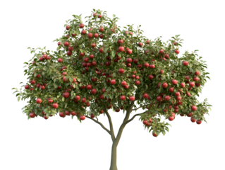 A bountiful apple tree loaded with ripe, red apples ready for harvest in the heart of autumn. The vibrant green leaves contrast beautifully with the plump, juicy fruits.