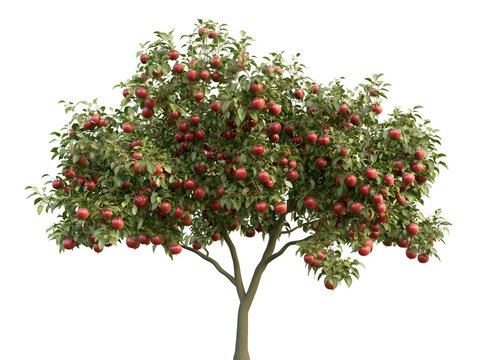 A bountiful apple tree loaded with ripe, red apples ready for harvest in the heart of autumn. The vibrant green leaves contrast beautifully with the plump, juicy fruits.