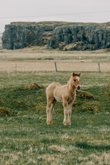 Adorable Icelandic horse foal standing in a grassy field, South Iceland...