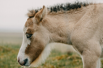 Side profile of an Icelandic foal grazing peacefully in South Iceland's countryside...