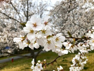 Cherry blossoms in full bloom