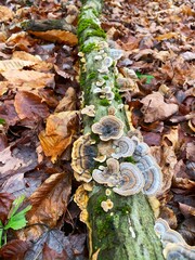 Mushroom and moss on a log in autumn forest.