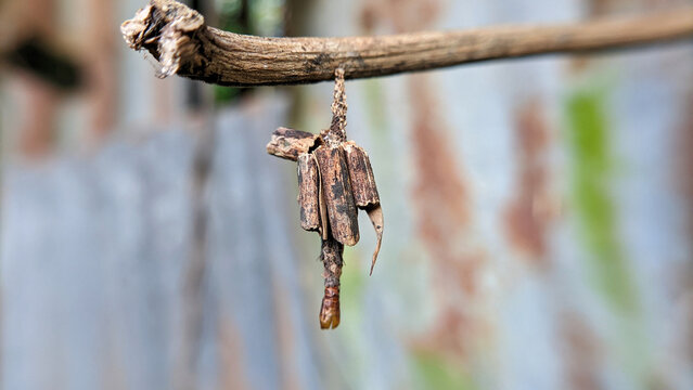 Close up of Bagworm Moth larvae, Family Psychidae, built cocoon with sticks glued together with silk. stick case moth