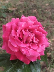 A delicate pink rose blooms brightly under the summer sun, its velvety petals unfolding in a perfect spiral.