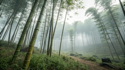 Fototapeta premium Tall bamboo stalks emerging from the foggy forest floor, bamboo, peaceful atmosphere
