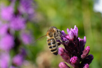 Bee collecting nectar and pollen from purple wildflowers