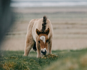 Adorable Icelandic foal in South Iceland, captured amidst scenic rural landscapes...