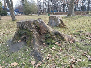 Large tree stumps are scattered across the park, their weathered surfaces rich with texture and age.