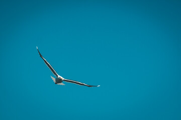 Close-up of a soaring seagull against a clear blue sky in East Iceland.