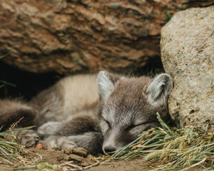 Sleeping Arctic fox pup nestled in its den, surrounded by rocks in East Iceland...