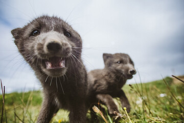 Playful Arctic fox pups exploring their grassy habitat in East Iceland...