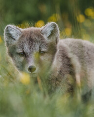 Arctic fox pup resting in grassy meadow, East Iceland, showcasing its habitat...