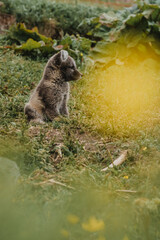 Arctic fox pup resting in grassy meadow, East Iceland, showcasing its habitat...