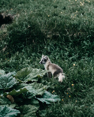 Arctic fox pup exploring lush greenery in East Iceland's wilderness...