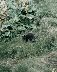 Arctic fox pup exploring lush greenery in East Iceland's wilderness...