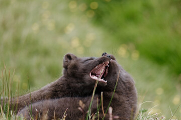 Playful Arctic fox pups yawning and resting in the grassy fields of East Iceland...