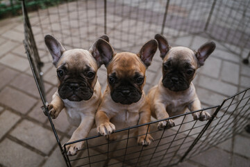 Joyful French bulldog puppies playing together in a cozy indoor space