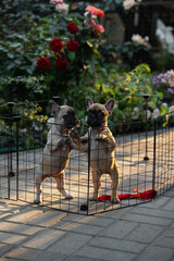 French bulldog puppies playfully explore their outdoor pen 