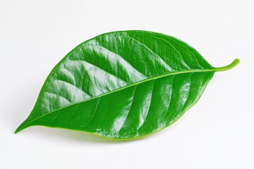 Obraz premium A single green leaf lying on a clean white surface, perfect for use in designs about nature, simplicity, and minimalism
