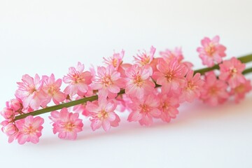 A collection of pink flowers arranged on a white table surface