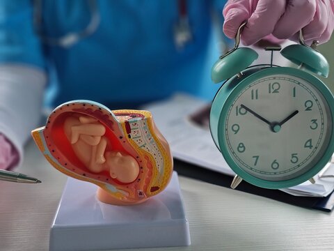 Model of a fetus alongside a clock, illustrating prenatal education and gestational timing