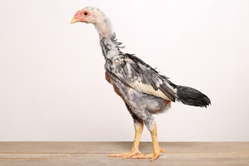 A gray male chick stands proudly on a wooden table with a white background