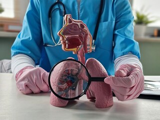 Detailed examination of a respiratory model lung by a healthcare professional during a training...
