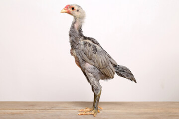 A gray male chick stands proudly on a wooden table with a white background