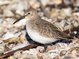 A close up of a Dunlin in basic, winter plumage standing in the sunlight on a sandy beach amongst shells