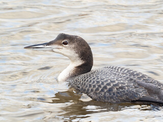 An ultra-close up of a Common Loon in basic, winter plumage swimming in the water