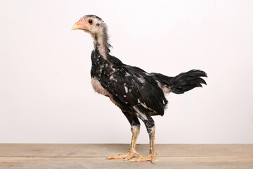 A black male chick stands proudly on a wooden table with a white background