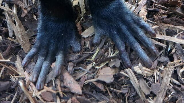 View of the hands of De Brazza's monkey (Cercopithecus prohibitus)