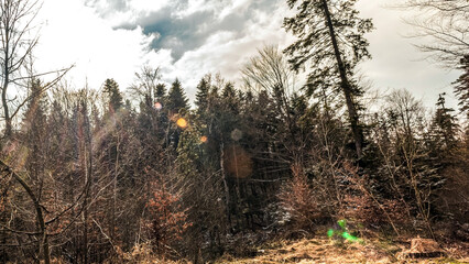 Landscapes - Forest - Europe, Romania, Suceava region