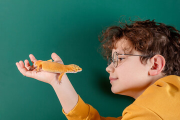 Curly cheerful shaggy shaggy boy with glasses holding orange eublepharis on green background. Concept of unusual pets that are safe for allergic children. 