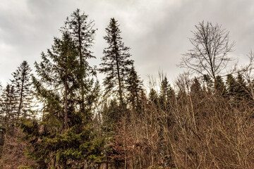 Landscapes - Forest - Europe, Romania, Suceava region
